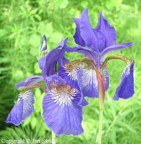Iris sibirica 'Superba', siperiankurjenmiekka